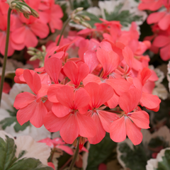 Geranium Pelgardini Frank Headly | 3 or 6 1L Pots