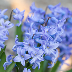 Light Blue Hyacinth | 3 x 1 Litre Pots (9 Flowering Bulbs)
