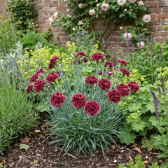 1 Carnation Capitan Colon Dianthus Plant, Summer Flowering Hardy Perennial, 2 Litre Root Ball