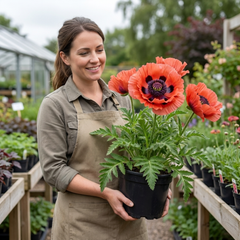 1 Papaver Orientale Turkenlouis Plant, Red Hardy Oriental Poppy Perennial, 3 Litre Root Ball
