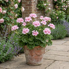 1 Geranium Pretty Little Pink Splash, Summer Flowering Plant, Outdoor Garden Ready, 5 Litre Root-Ball