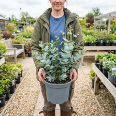 1 Large Plant - Eucalyptus France Blue, Outdoor Garden Ready, 7.5L Pot