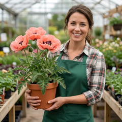 Papaver Orientale Garden Gnome Victoria Louise Plants, Hardy Perennial Oriental Poppy, Outdoor Garden Ready, 1 Litre Root-Ball