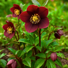 Hellebore Star of Passion