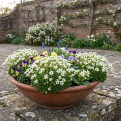 Saxifrage Marto White Mossy Alpine Plants, Hardy Evergreen Perennial Rockery Ground Cover, Outdoor Garden Ready, 1 Litre Root-Ball