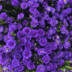 Aster Alpha Dark Purple Space | 2L Pot