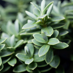 Hebe Little Leaves Grey | 2L Pot