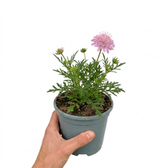 1 Scabious Pink Mist Pincushion Flower, Hardy Perennial for Cottage Garden, 2 Litre Root-Ball