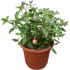 1 Large Plant - Fuchsia Bush Winston Churchill, Outdoor Garden Ready, 5L Pot