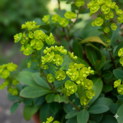 Euphorbia Robbiae | 3 or 6 1L Pots