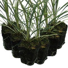 Torbay Dazzler | 3 or 6 1L Pots