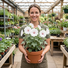 Lavatera Barnsley Baby Hardy Mallow Plant, Outdoor Garden Ready Flowering Shrub, 17cm Root-Ball