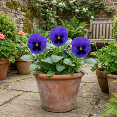 Pansy Delta Pro Marina Plants, Hardy Winter & Spring Flowering Pansies, Litre Root Ball