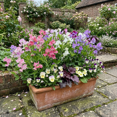 Sweet Pea Cupid Mix, 10.5 cm Rootballs