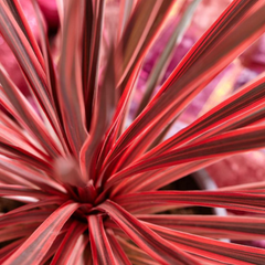 Cordyline Red Star | 3 or 6 1L Pots