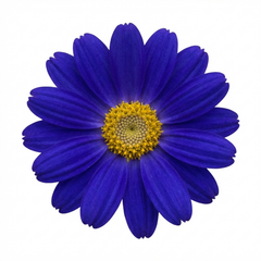 Senetti Kobalt Blue Pericallis Daisy Plant, Vibrant Outdoor Summer Bedding, 17cm Root Ball