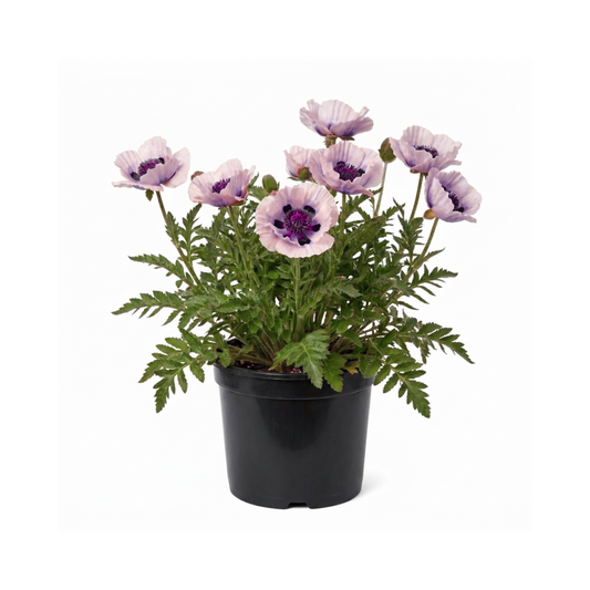 1 Oriental Papaver Bolero Perennial Poppy Plant, Summer Flowering, Garden Ready, 3 Litre Root Ball
