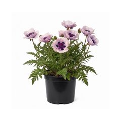1 Oriental Papaver Bolero Perennial Poppy Plant, Summer Flowering, Garden Ready, 3 Litre Root Ball