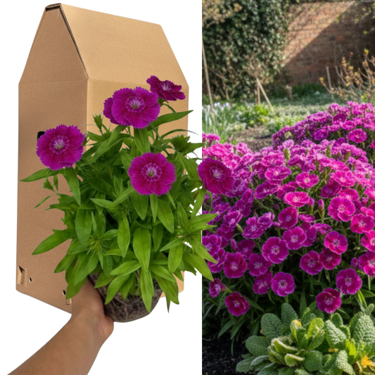 1 Spring–Summer Dianthus Flowering Plants – Dart Purple (Garden Pink). Outdoor Garden Ready Plants for Pots, Borders & Containers. Hardy, Compact & Easy to Grow. Supplied Fresh as a Large 2L Pot