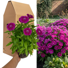 1 Spring–Summer Dianthus Flowering Plants – Dart Purple (Garden Pink). Outdoor Garden Ready Plants for Pots, Borders & Containers. Hardy, Compact & Easy to Grow. Supplied Fresh as a Large 2L Pot