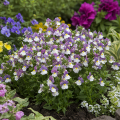 1 Large Plant - Nemesia Lady Kate, Ready to Plant in Your Garden, 5L Pot