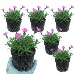Silene Schafta Hardy Perennial Plants, Pink Flowering Ground Cover for Rockery, Litre Root Ball