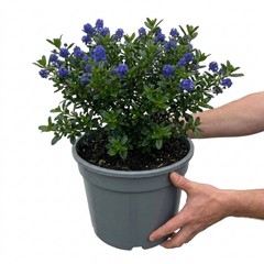 1 Ceanothus Concha, 7.5 Litre Californian Lilac, Blue Flowering Evergreen Shrub, Root-Ball