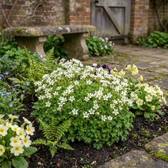 Saxifrage Marto White Mossy Alpine Plants, Hardy Evergreen Perennial Rockery Ground Cover, Outdoor Garden Ready, 1 Litre Root-Ball