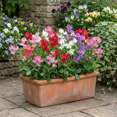 Sweet Pea Little Sweetheart Mix, 10.5 cm