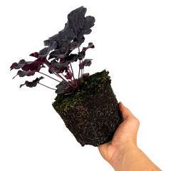 Heuchera Obsidian | 2L Pot