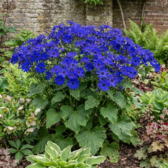 Senetti Kobalt Blue Flowering Plant, Large Summer Bedding, Outdoor Garden Ready, 6.5L Root-Ball