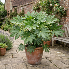 Fatsia Japonica Japanese Aralia Plant, Hardy Evergreen Shade Loving Shrub, 7.5 Litre Root-Ball