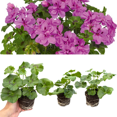 Geranium Sunflair Amethyst | 3 or 6 Large Plants