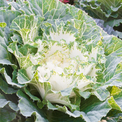 Ornamental Cabbage White | 3 or 6 1L Pots