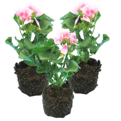 Geranium Toscana Linus | 3 or 6 1L Pots