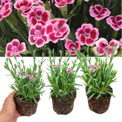 Set 3 or 6 Large Plants - Dianthus Pink Kisses, Ready to Plant in Your Garden