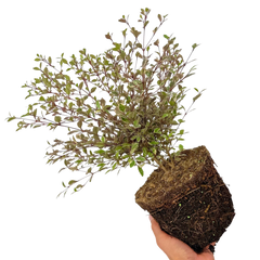 Lophomyrtus Magic Dragon | 3L Pot