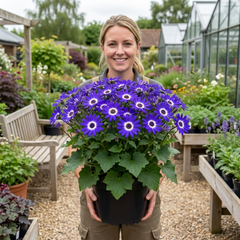 Large Senetti Violet Pericallis Plant, Spring Flowering, Outdoor Garden Ready, 6.5L Root-Ball