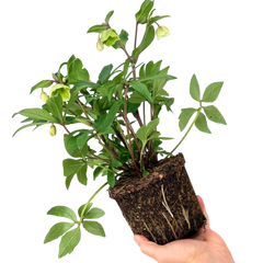 Hellebore Winter Sunshine