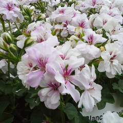 Geranium Trailing Blanche Roche | 3 or 6 1L Pots
