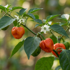 Chilli Pepper Plants - Scotch Bonnet, Ready to Plant in Your Garden
