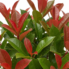Photinia Magical Volcano Evergreen Shrub, Fast Growing Hedge Plant, Litre Root-Ball