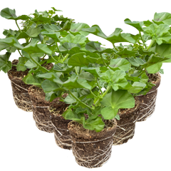Geranium Sunflair Linda Pink | 3 or 6 1L Pots