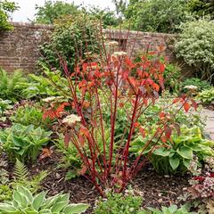 Cornus Alba Sibirica Red Stemmed Dogwood Plant, Winter Hardy Garden Shrub, Litre Root Ball