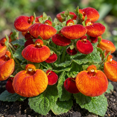 Calceolaria Calynopsis ‘Red Orange Bicolour’, Ready to Plant