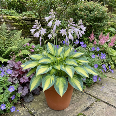 Paul's Glory Plantain Lily, Ready to Plant in Your Garden
