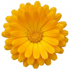 Calendula Fiesta Yellow Pot Marigold Plant, Spring & Autumn Bedding, Pollinator Friendly, 2 Litre Root Ball