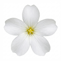 Arenaria Ronda, Ready to Plant in Your Garden, 1L