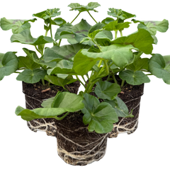 Geranium Sunflair Amethyst | 3 or 6 Large Plants
