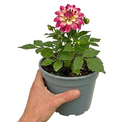 1 Dahlia Maggiore Fun Rose Bicolour Plant, Pink Summer Flowering, Outdoor Garden Ready, 3 Litre Root Ball